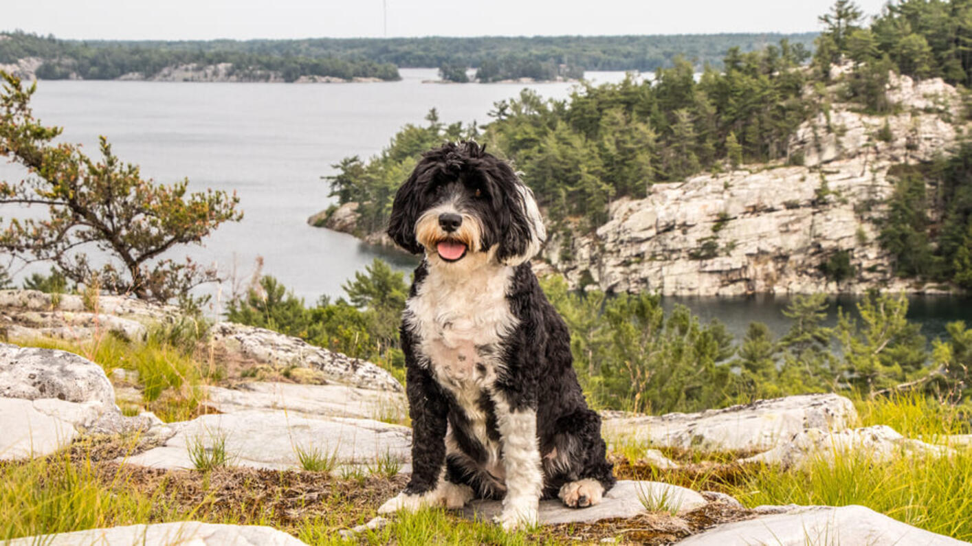 Dog in the mountains